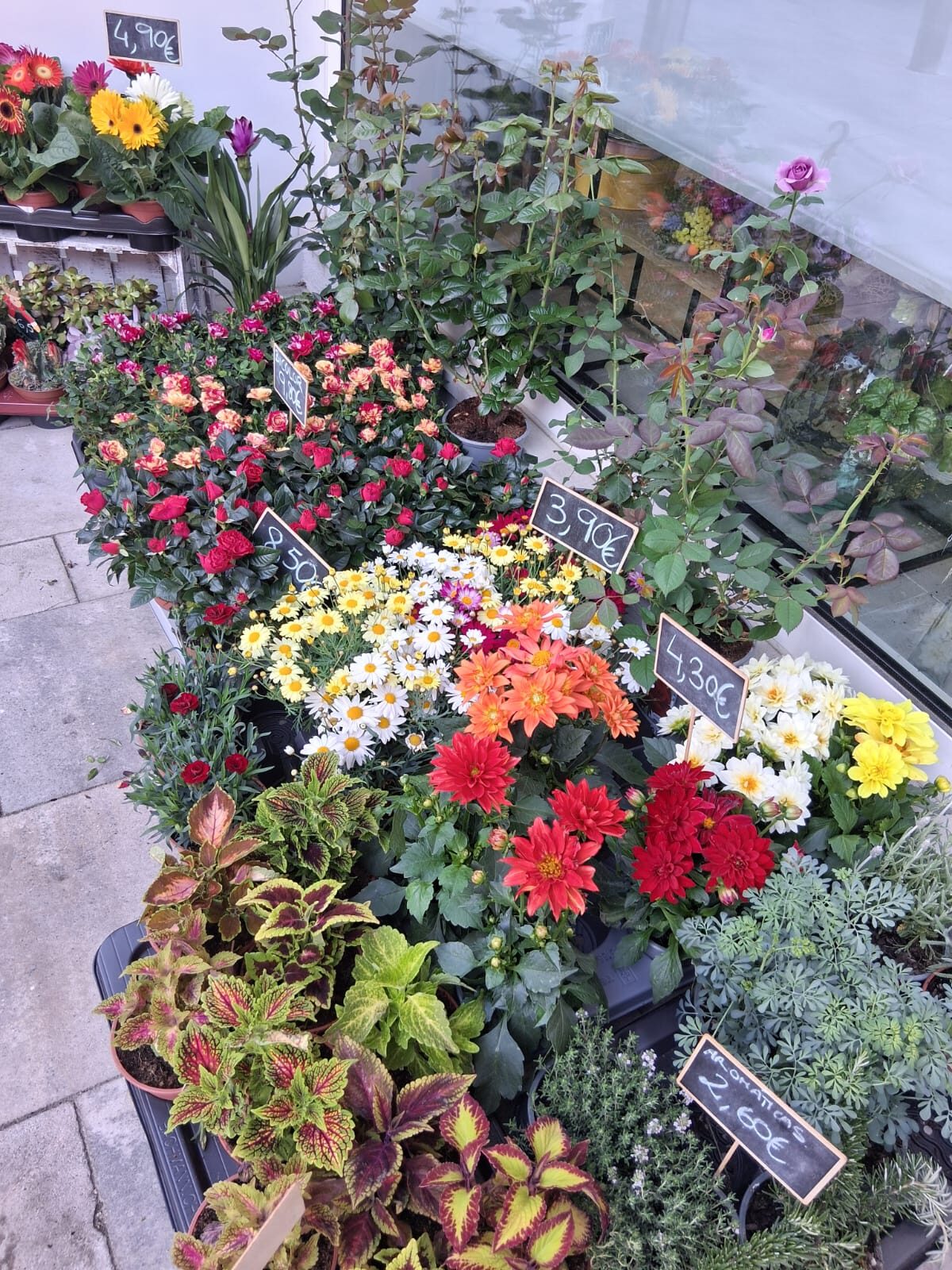 Plantas y macetas
