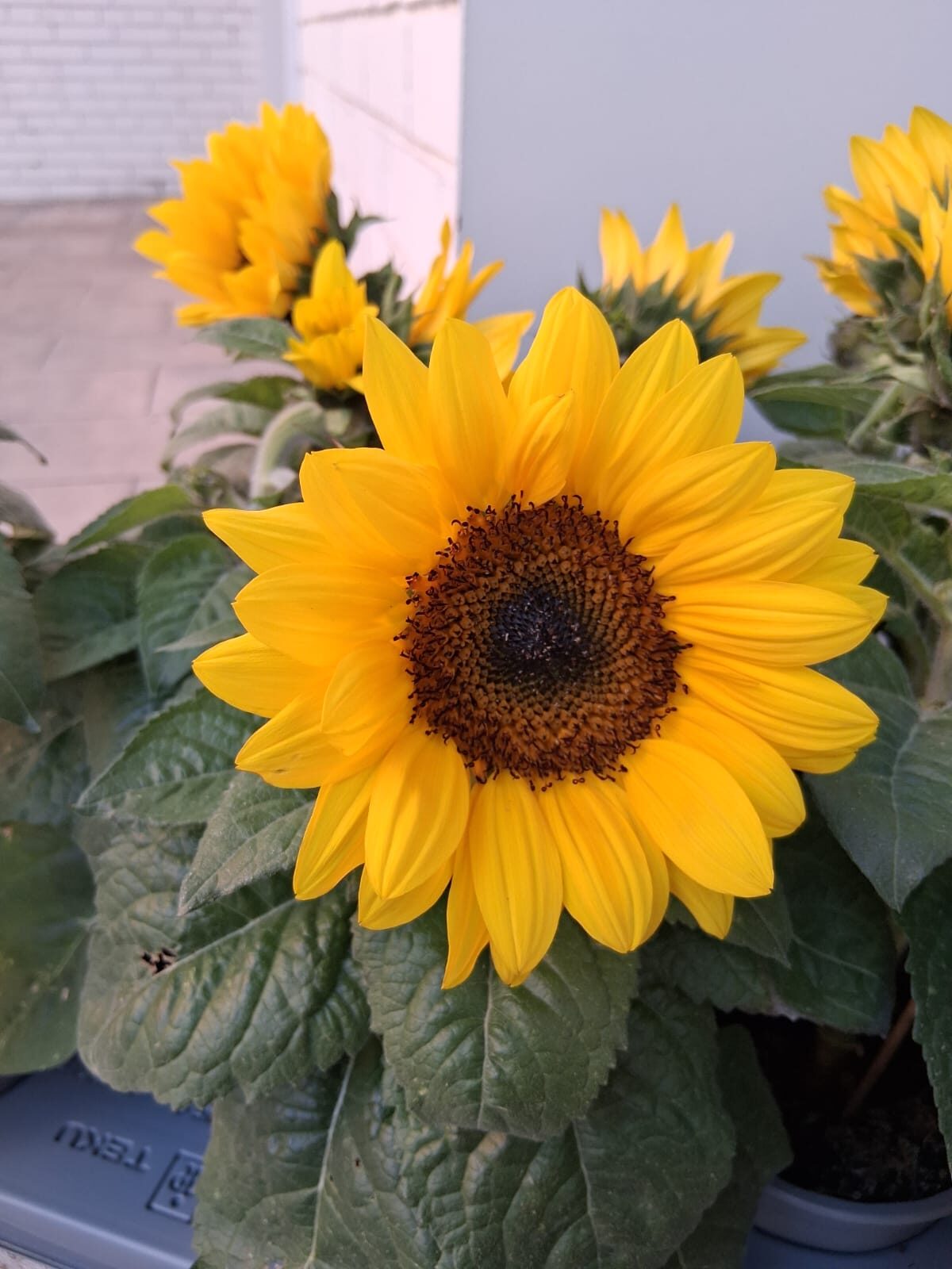 Flor de temporada